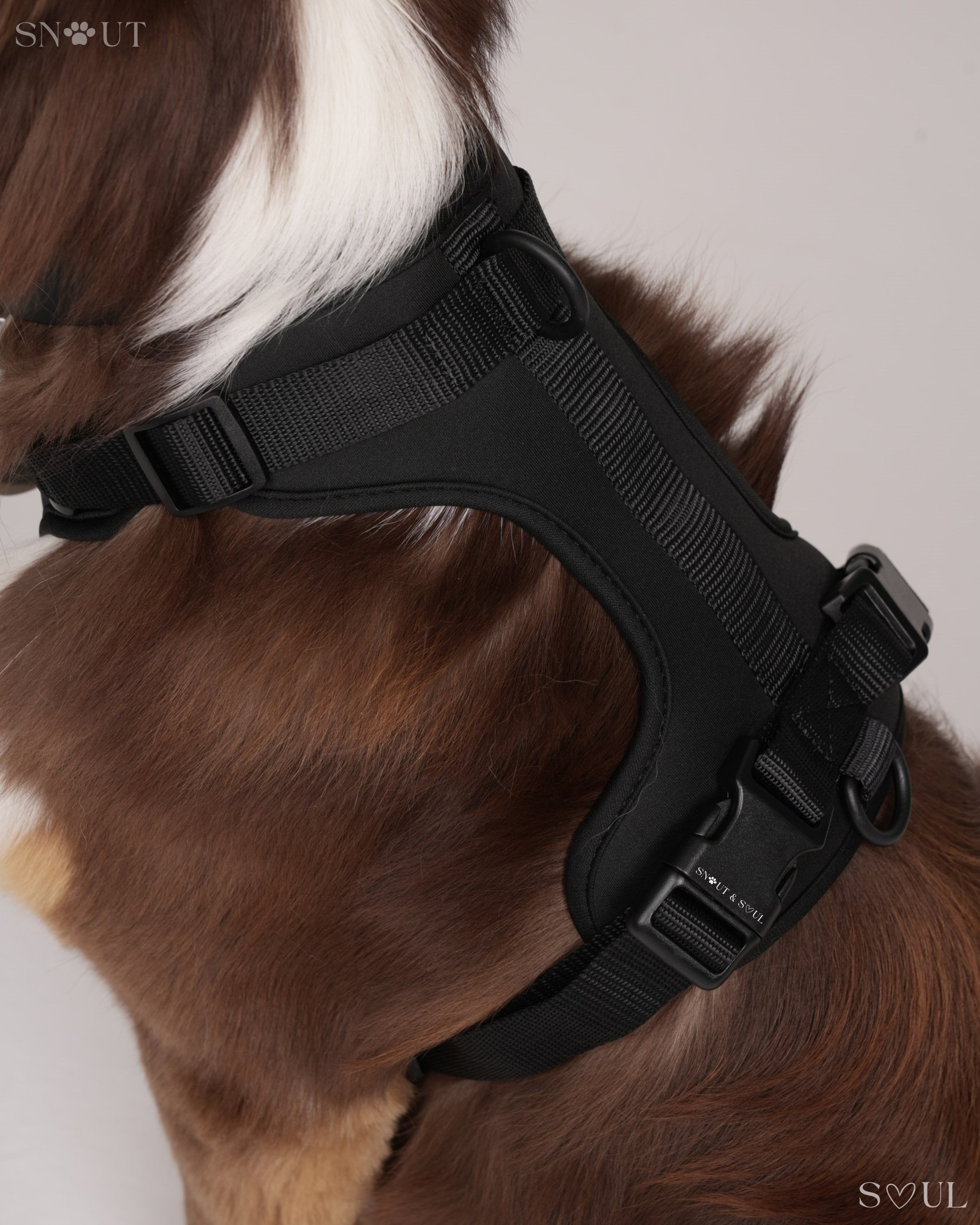 Harness Walk Set