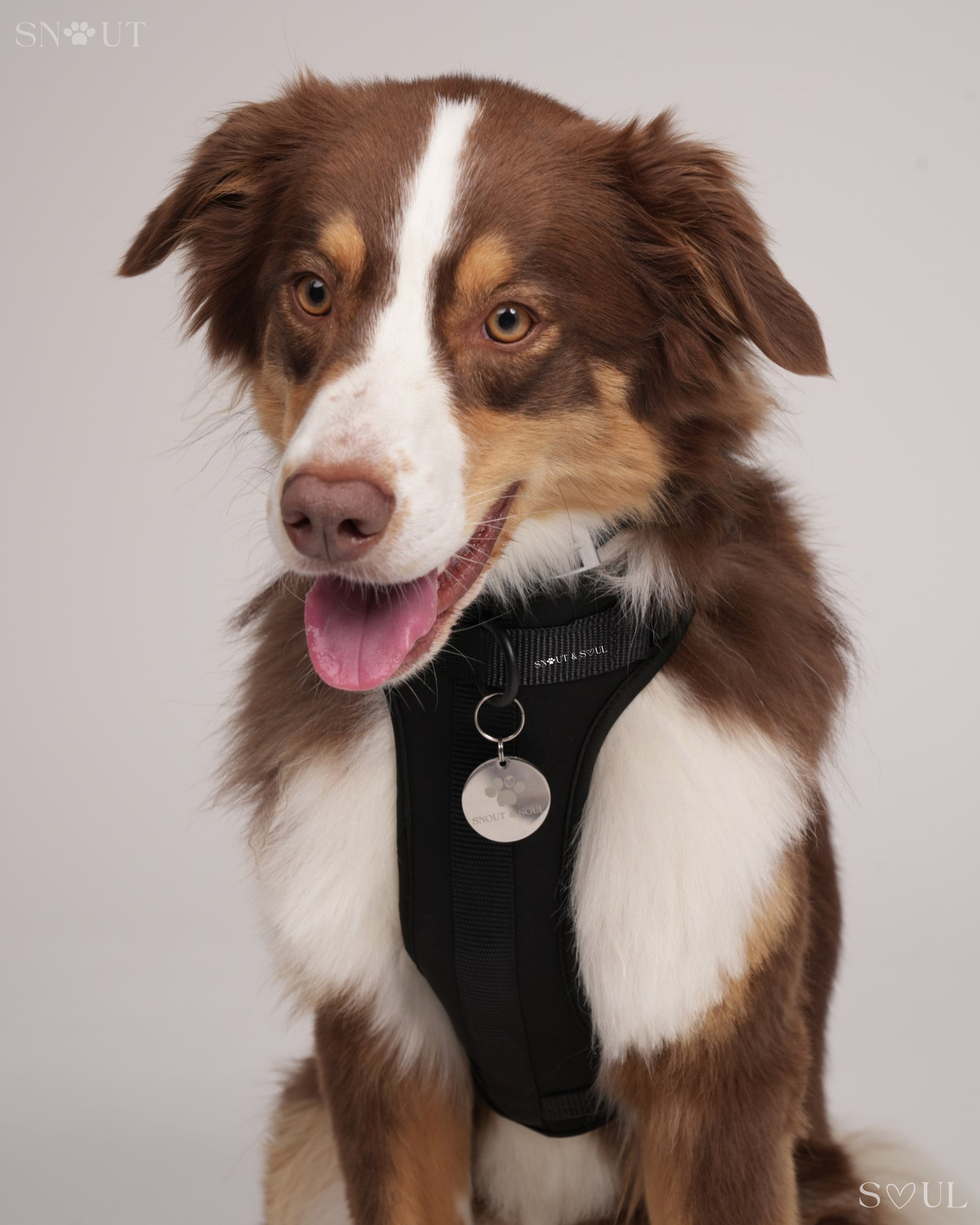 Harness Walk Set