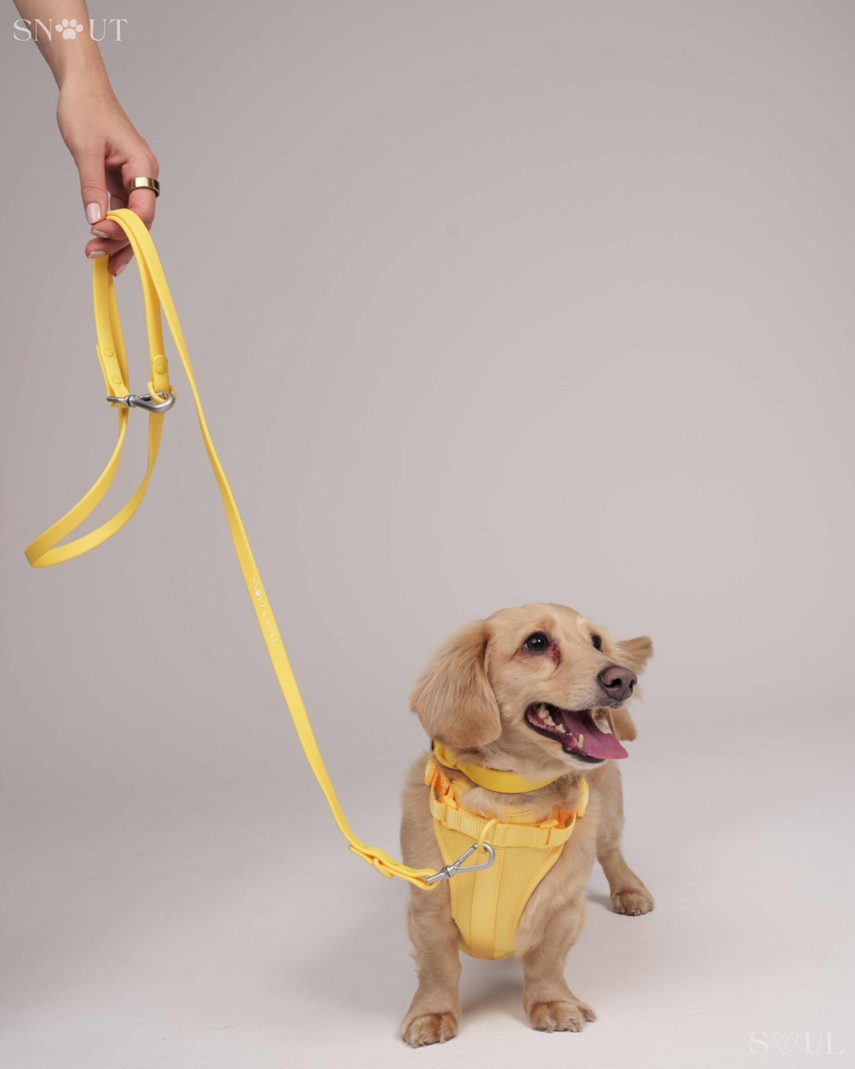 Harness Walk Set