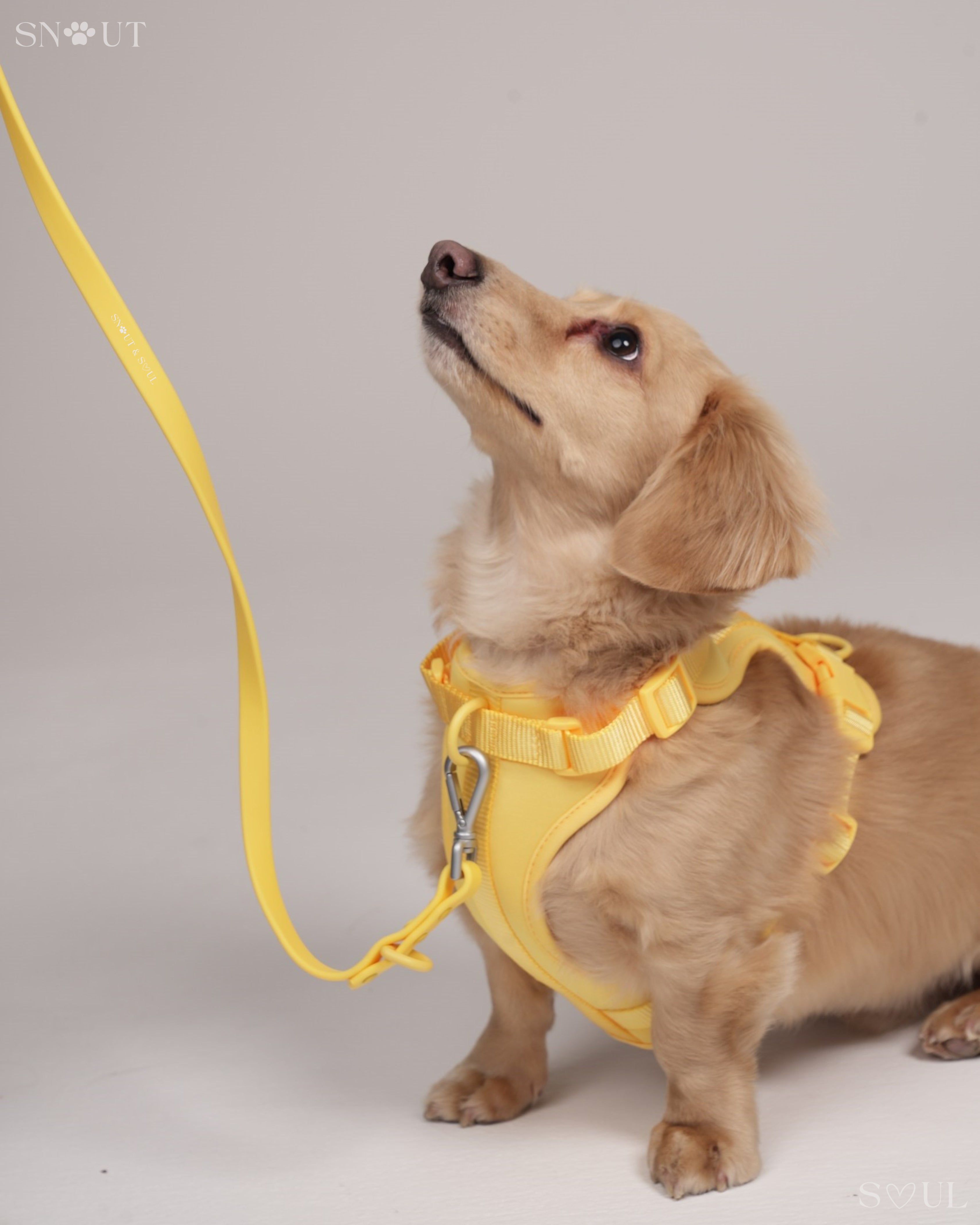 Harness Walk Set