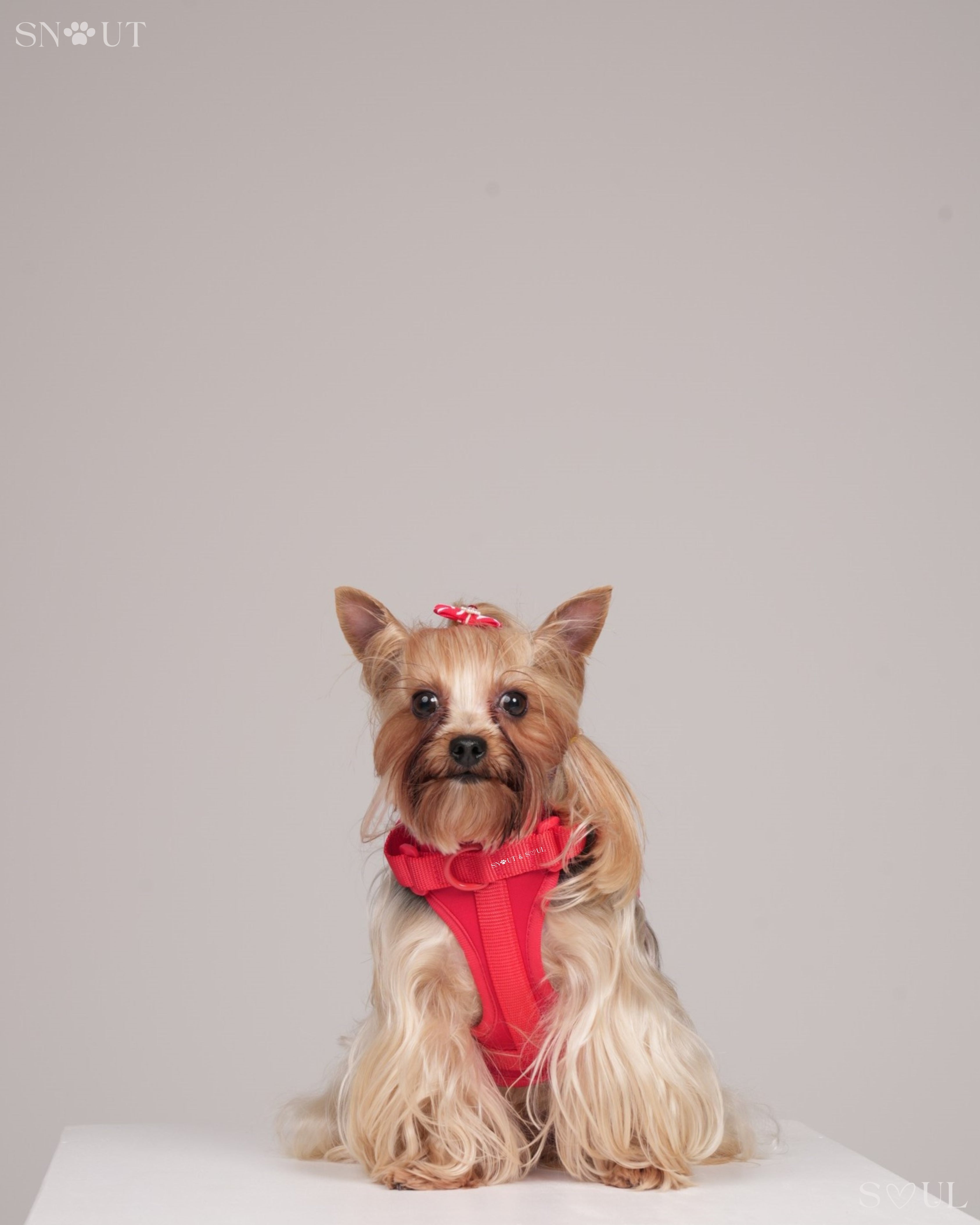 Harness Walk Set