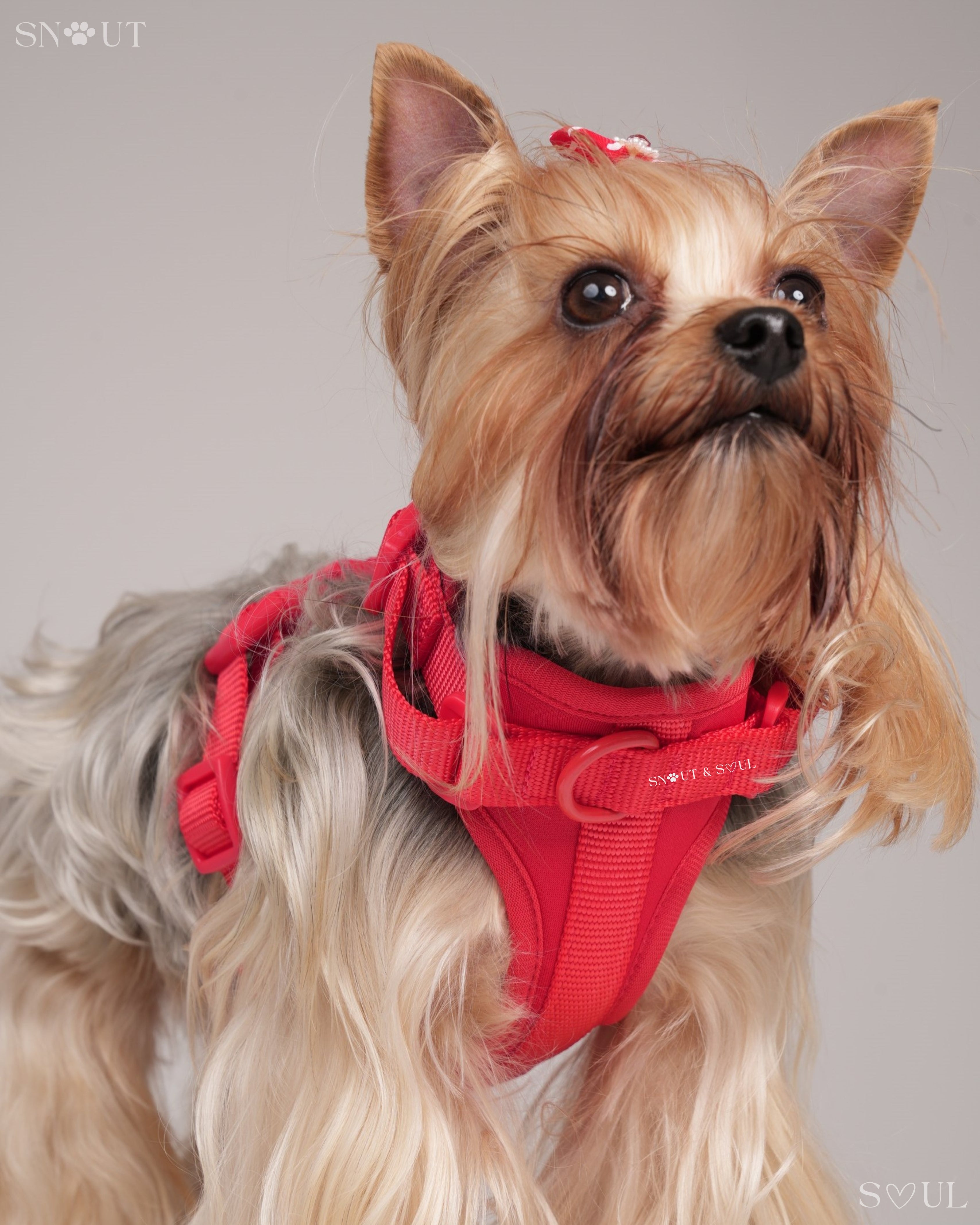 Harness Walk Set