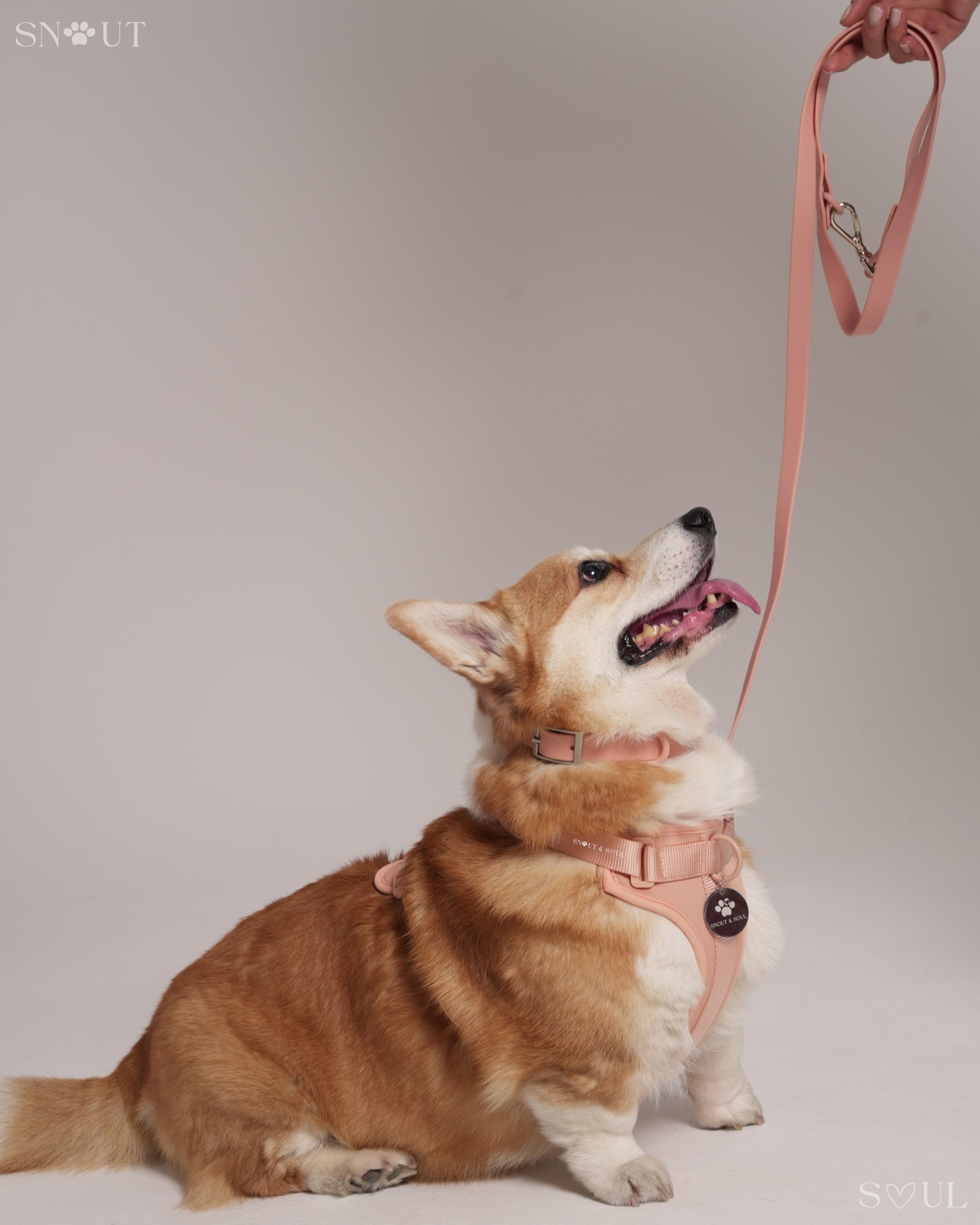 Leash
