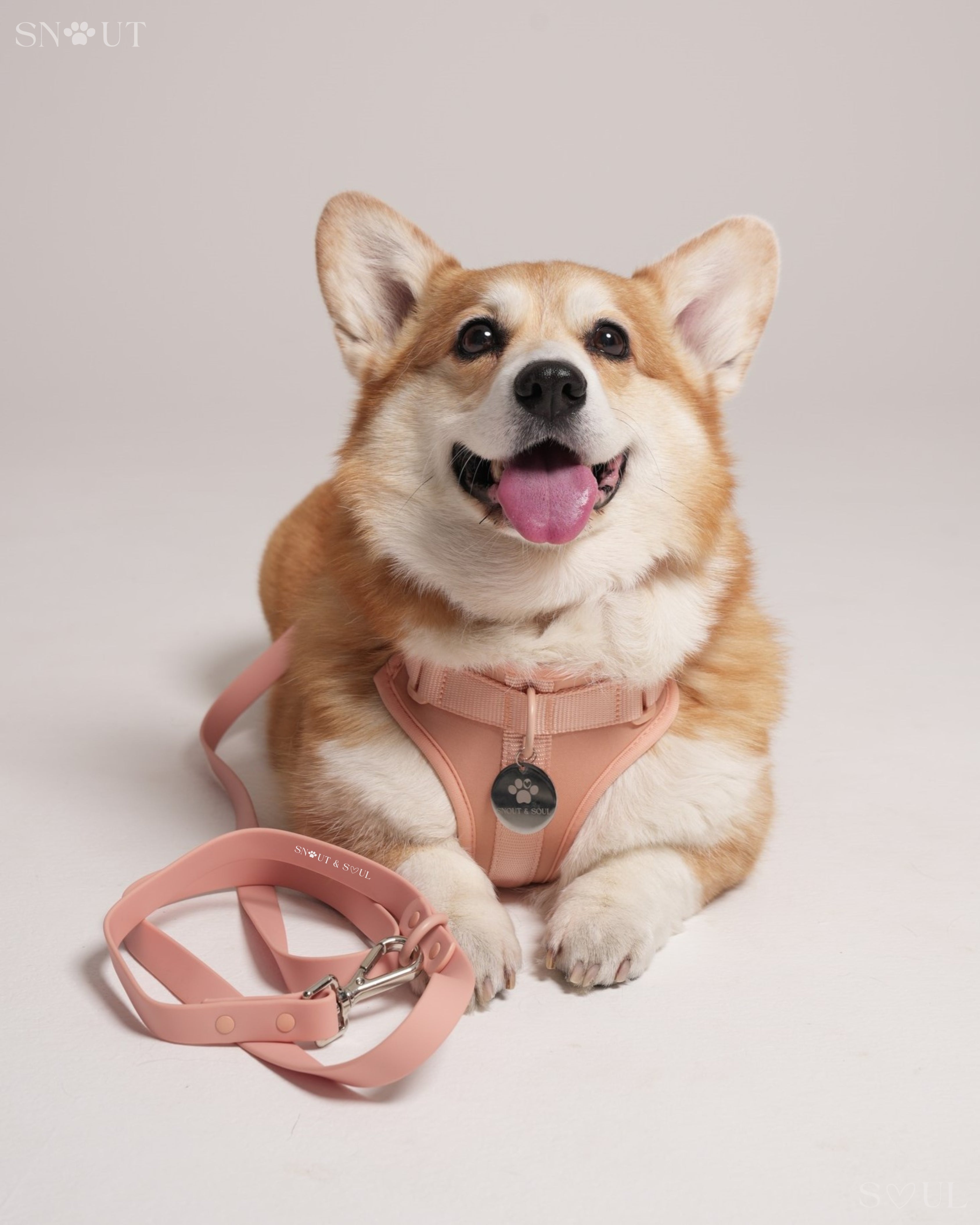 Harness Walk Set