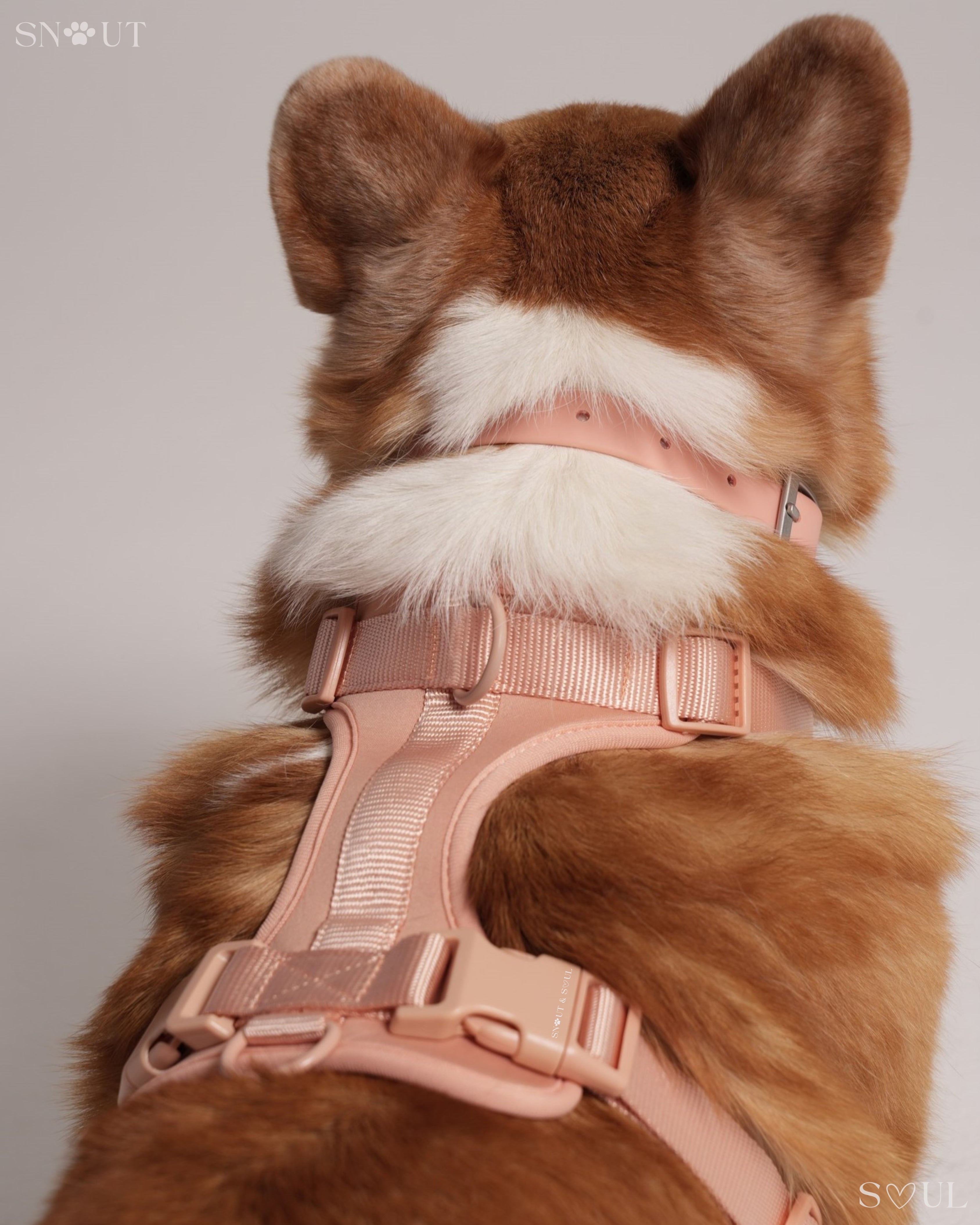 Harness Walk Set